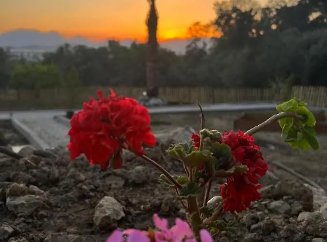 Tiny Mini House 달라만